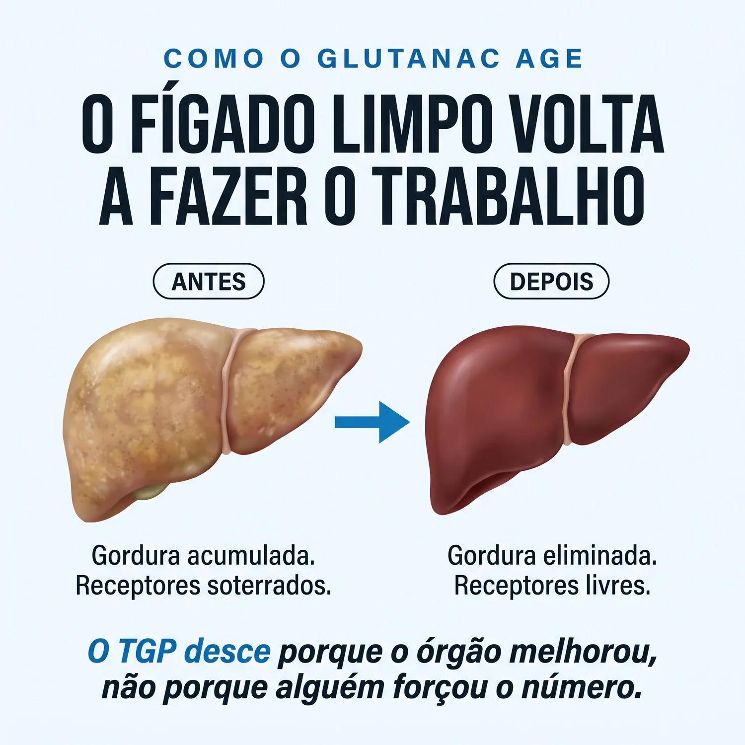 Como o Glutanac age: o fígado limpo volta a fazer o trabalho